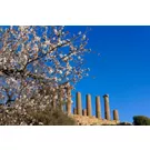 La Valle dei Templi - Agrigento, Sicilia