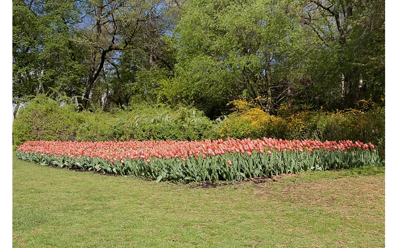 Valeggio sul Mincio: the tulips take the stage