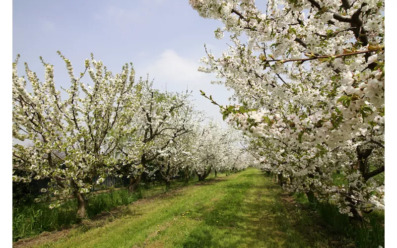 Ciliegi in fiore a Vignola - Modena, Emilia Romagna