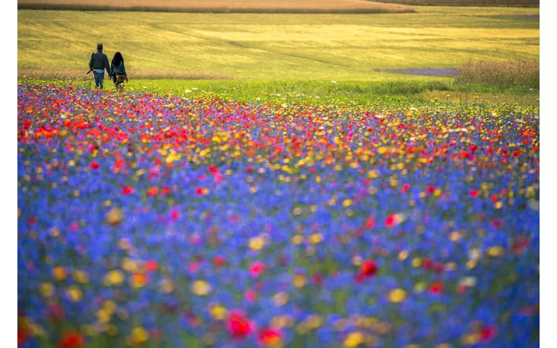 Castelluccio di Norcia - Norcia, Umbria