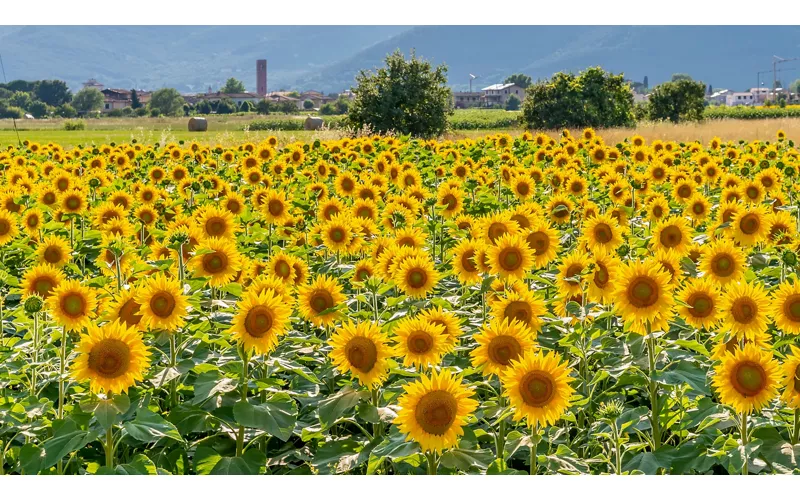 Girasoli in fiore con il borgo di Bientina, nel pisano, sullo sfondo - Toscana