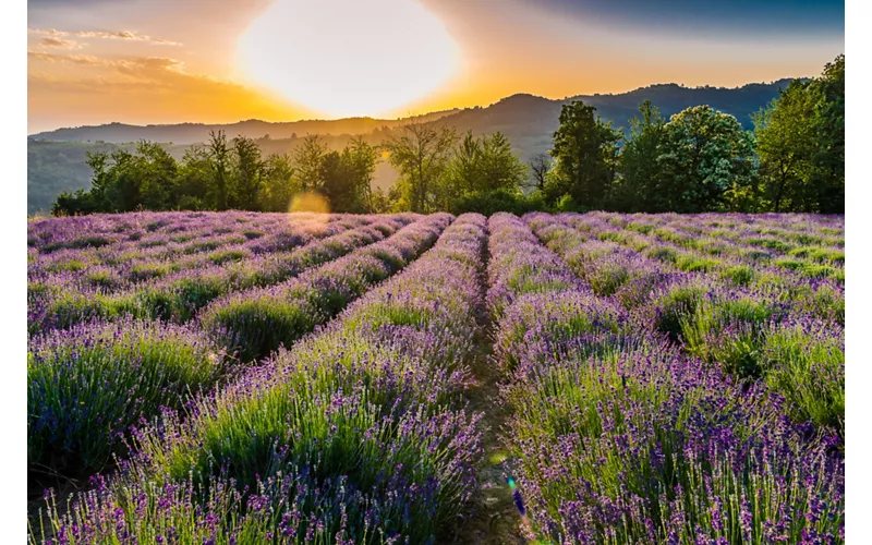 Salt San Giovanni, the village of lavender