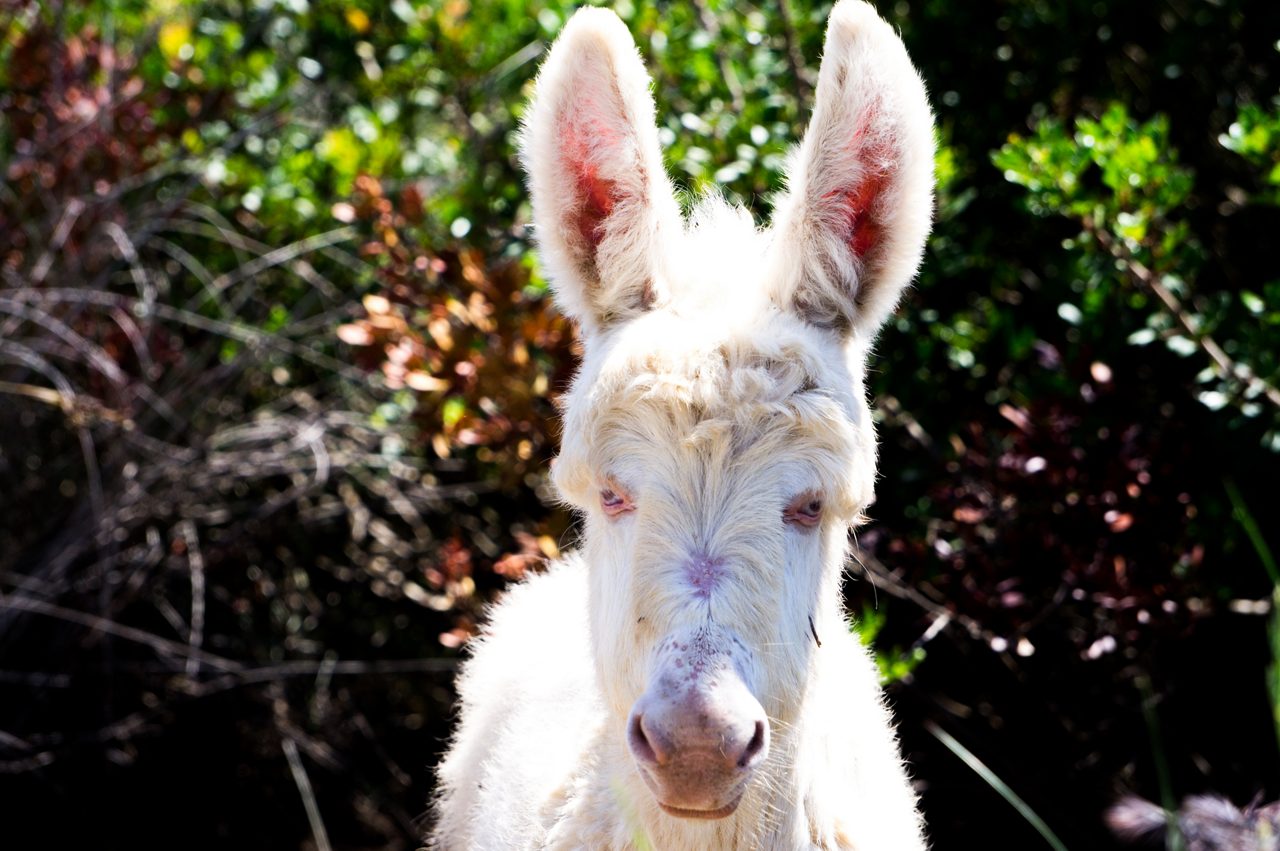 Rare wild white albino donkey portrait with green on background. Photo taken in national park on Sardinia. 