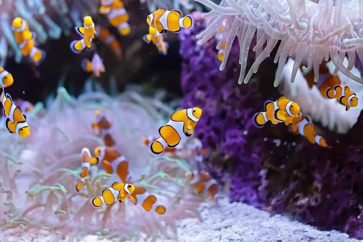 The Town marine aquarium in Trieste, Friuli Venezia Giulia