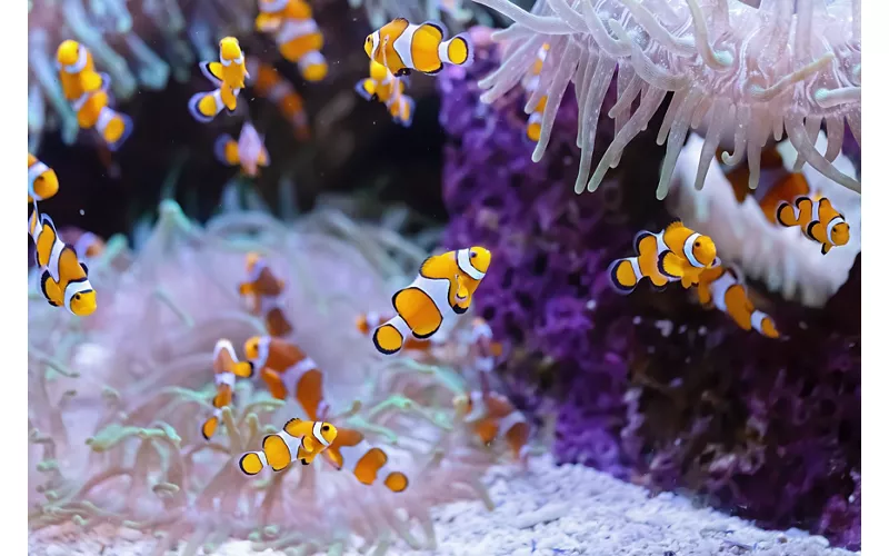 Acquario marino di Trieste, Friuli Venezia Giulia