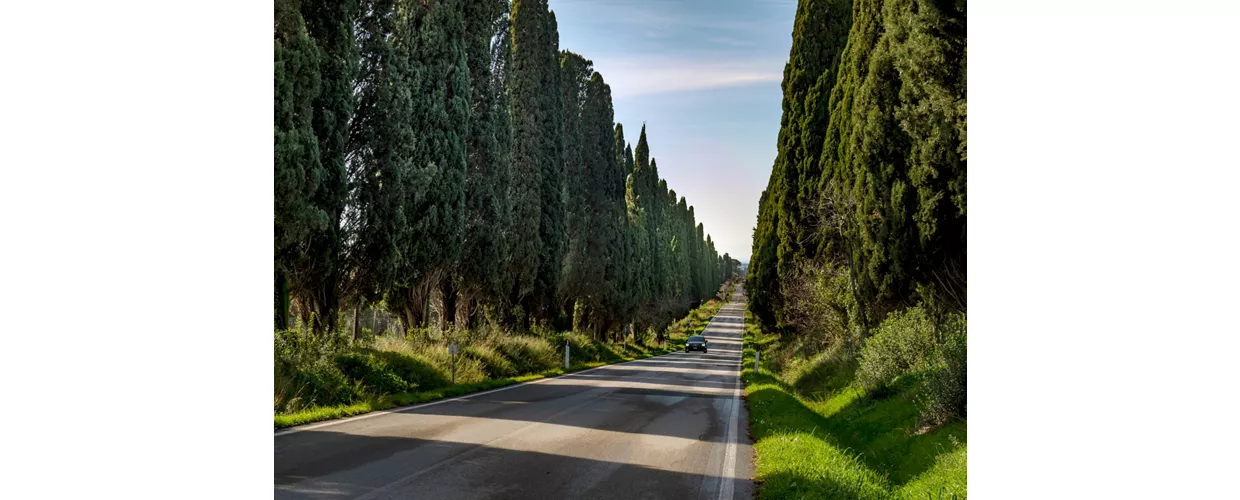 Viale di cipressi a Bolgheri