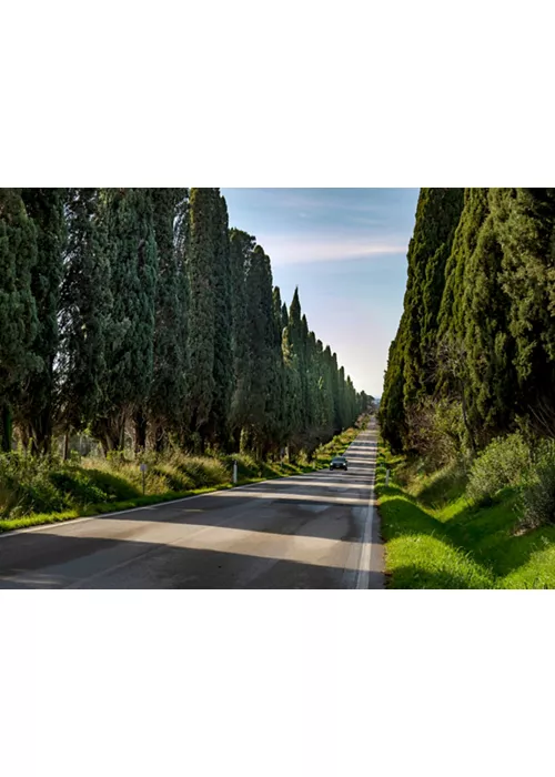 Viale di cipressi a Bolgheri