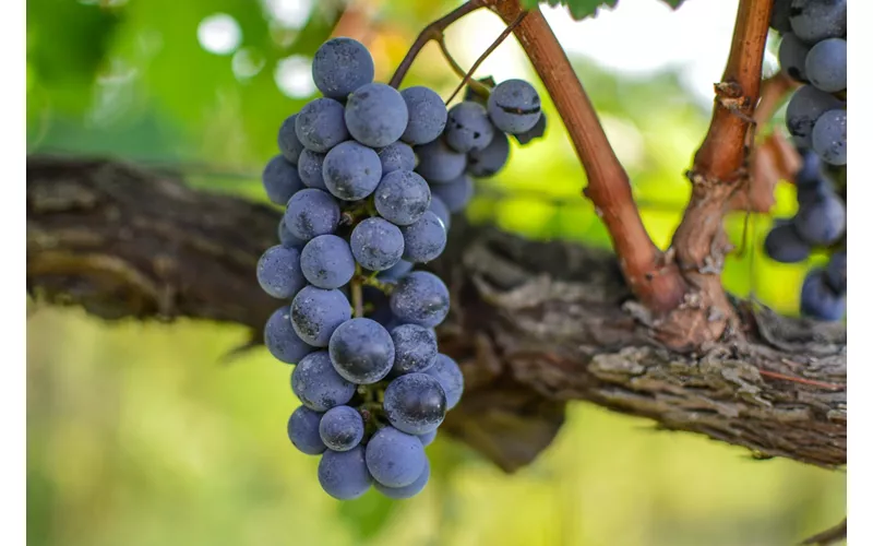 O Museu do Vinho em Torgiano