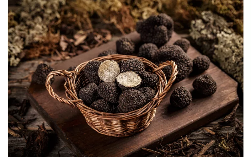 Valnerina, terre de truffes