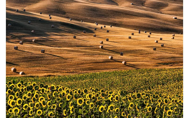 Pedalare tra covoni di grano e girasoli