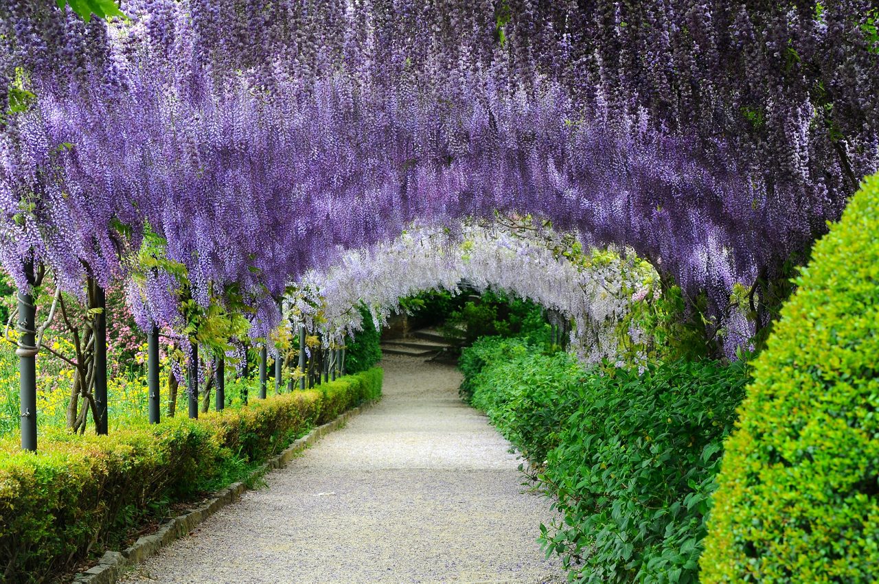 Beautiful Blooming wisteria tunnels at Bardini gardens (Giardini Bardini) in Florence, Tuscany, Italy.