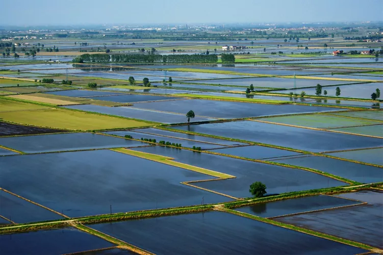 Amidst the rice paddies mirroring the clouds