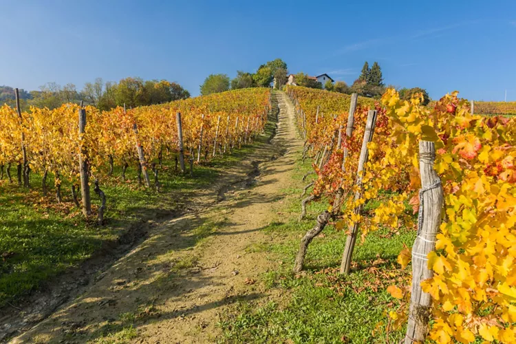 En el alto Monferrato, entre el aroma de los viñedos