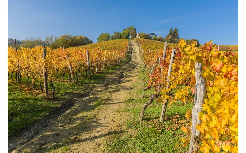 No alto de Monferrato, entre o aroma das vinhas