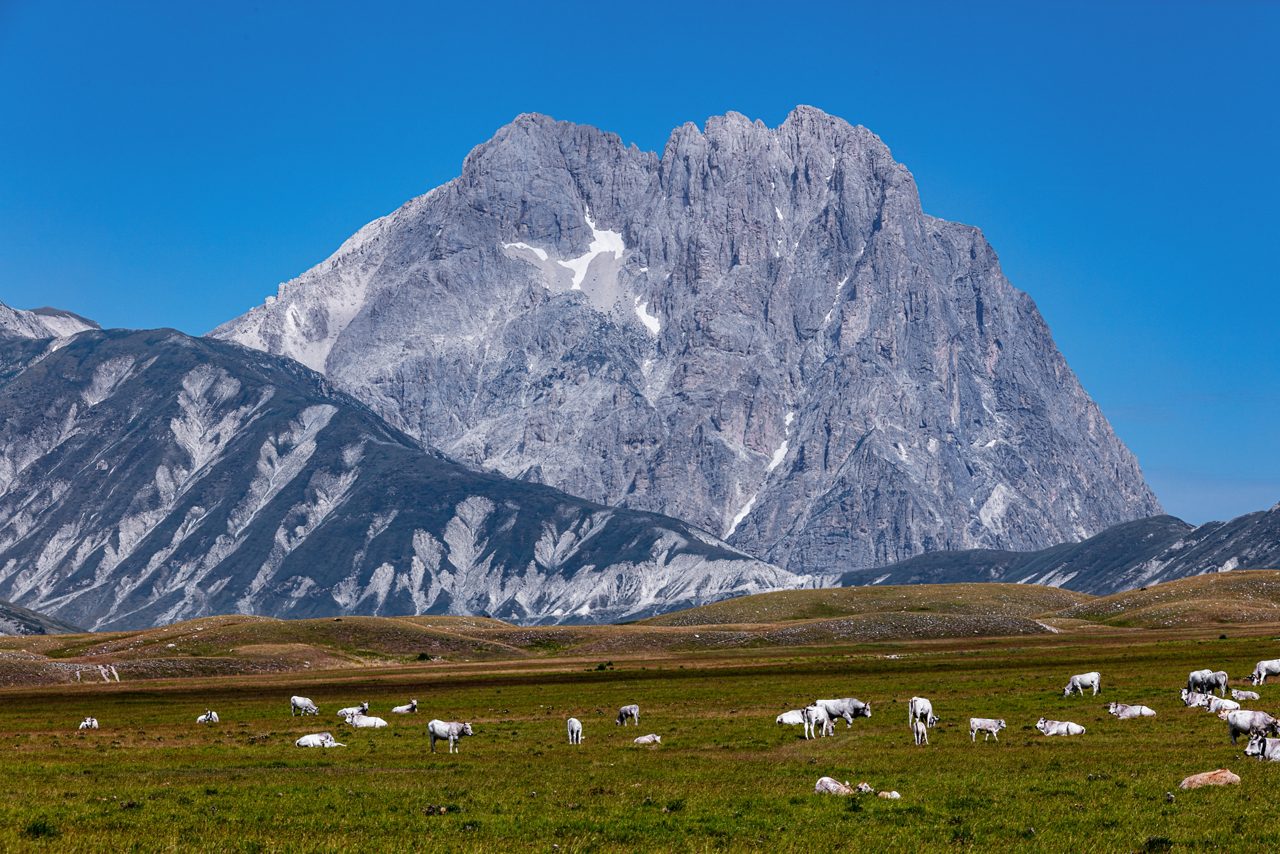 In the background, mountain of the Gran Sasso and herd of cows in Campo Imperatore, Abruzzo, Italy