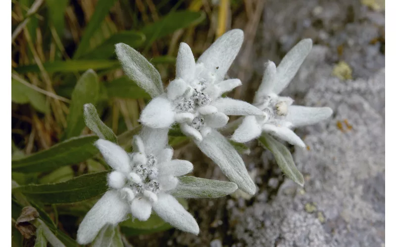 Close-up of three beautiful, very fragile, Edelweiss