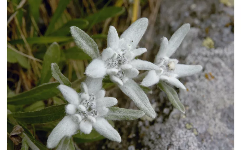 Primissimo piano di tre stupende, fragilissime, Stelle Alpine