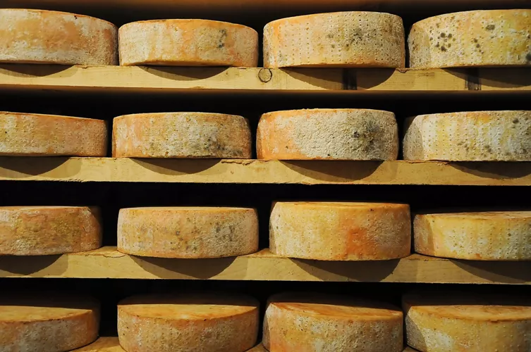 Wheels of Fontina cheese left on wooden shelves to age