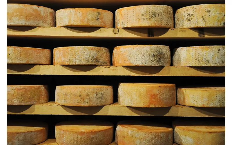 Forme di Fontina poste a stagionare su scaffali di legno