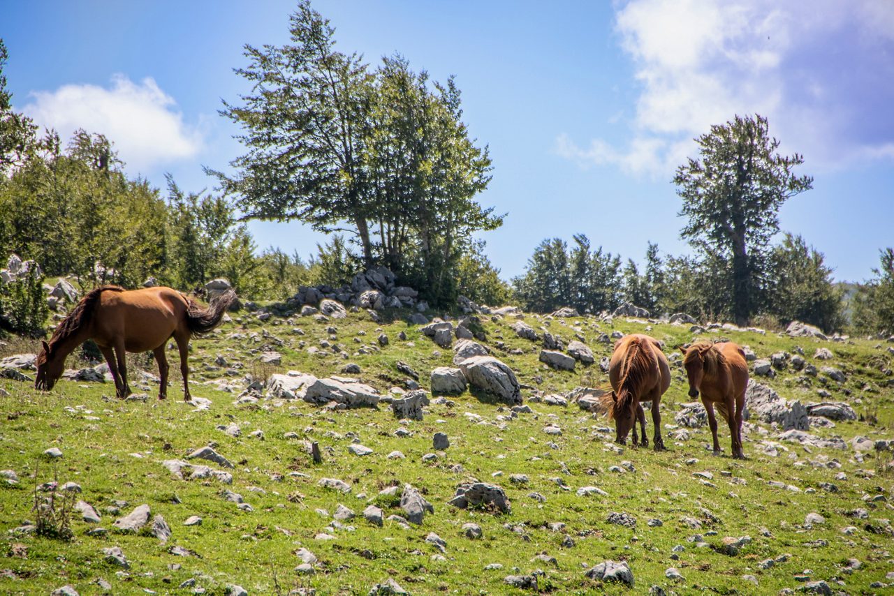 Landscape of Pollino national park, a wide natural reserve in Basilicata and  Calabria,  italian regions and a group of free horses
