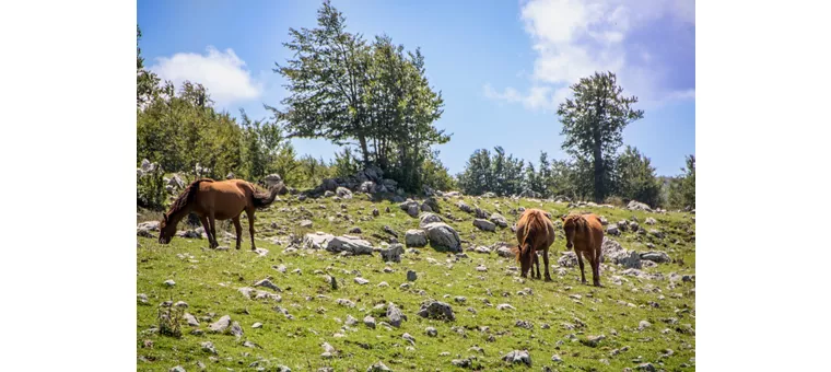 Parco Nazionale del Pollino