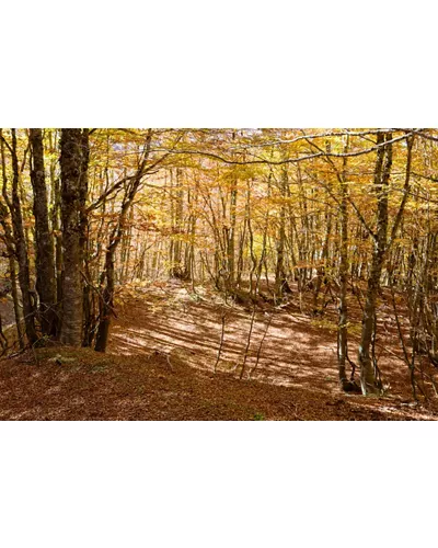 Fitto intrico di alberi in una faggeta del parco in autunno