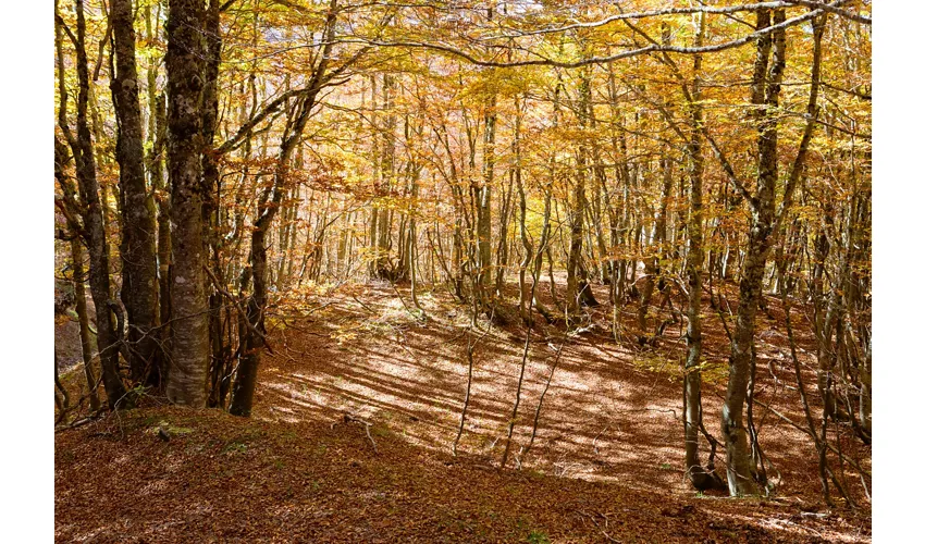 Fitto intrico di alberi in una faggeta del parco in autunno