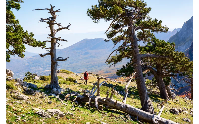 Un escursionista cammina tra esemplari secolari di Pino Loricato sulle montagne del Parco