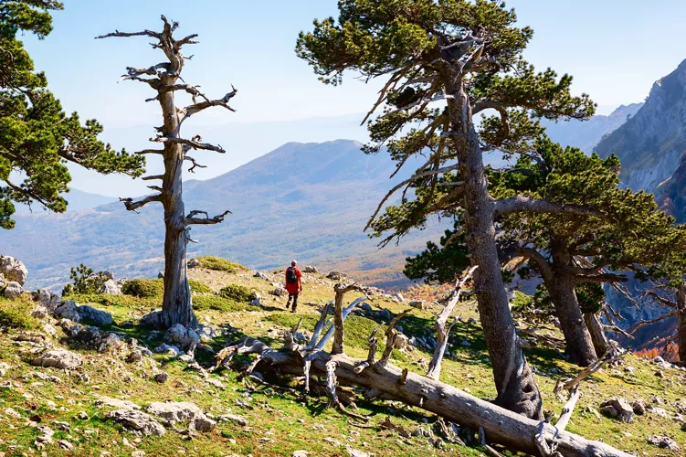 A hiker walks among centuries-old specimens of Loricato Pines in the mountains of the Park
