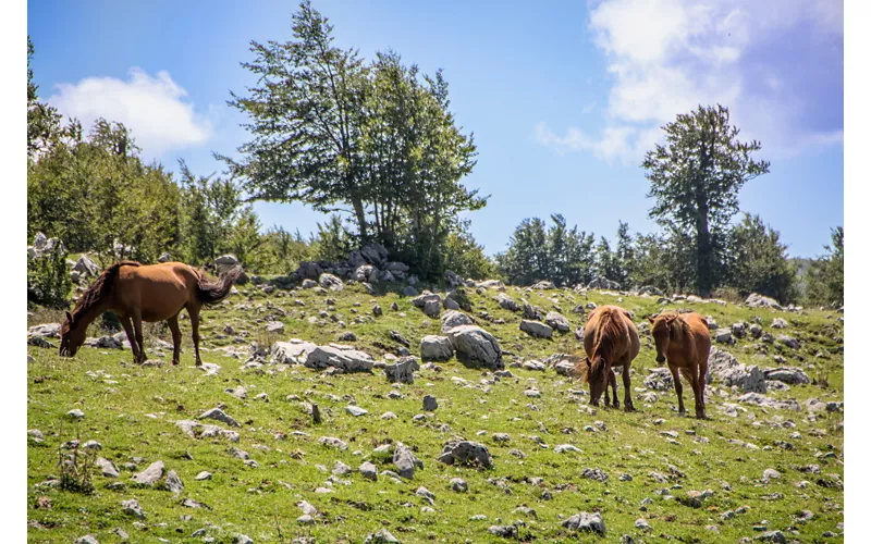 Panorama autunnale del parco, con alcuni cavalli al pascolo