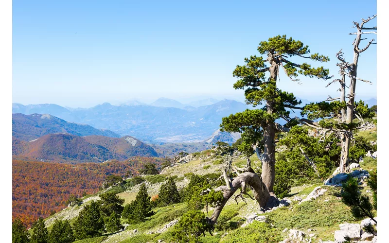 Una veduta molto ampia del parco in cui si staglia, sulla destra, un esemplare di Pino Loricat