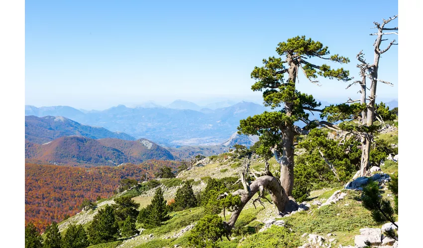 Una veduta molto ampia del parco in cui si staglia, sulla destra, un esemplare di Pino Loricat