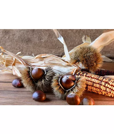 Composition of prickly burrs with chestnuts and a corncob