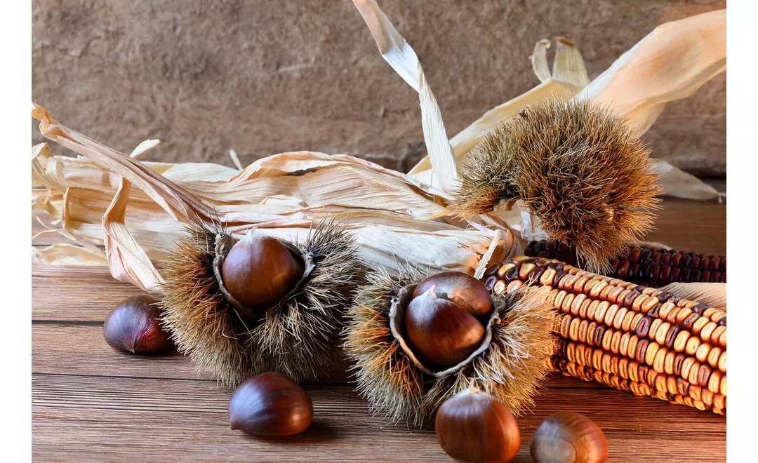 Composition of prickly burrs with chestnuts and a corncob