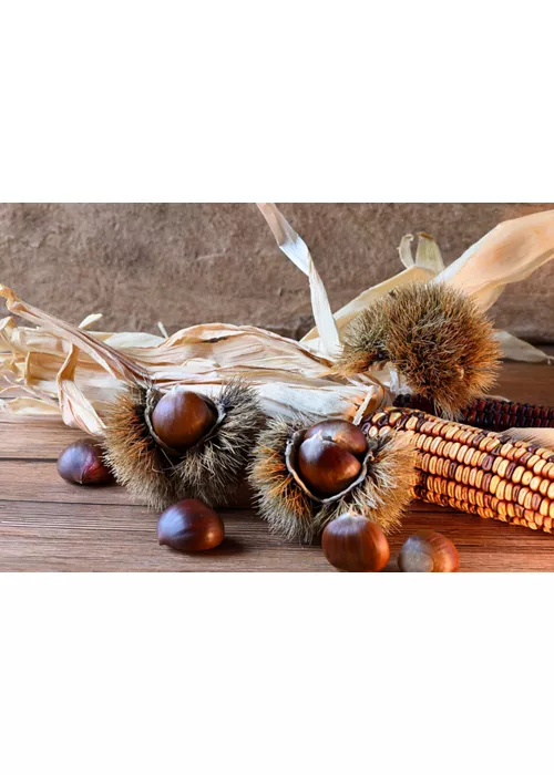 Composition of prickly burrs with chestnuts and a corncob