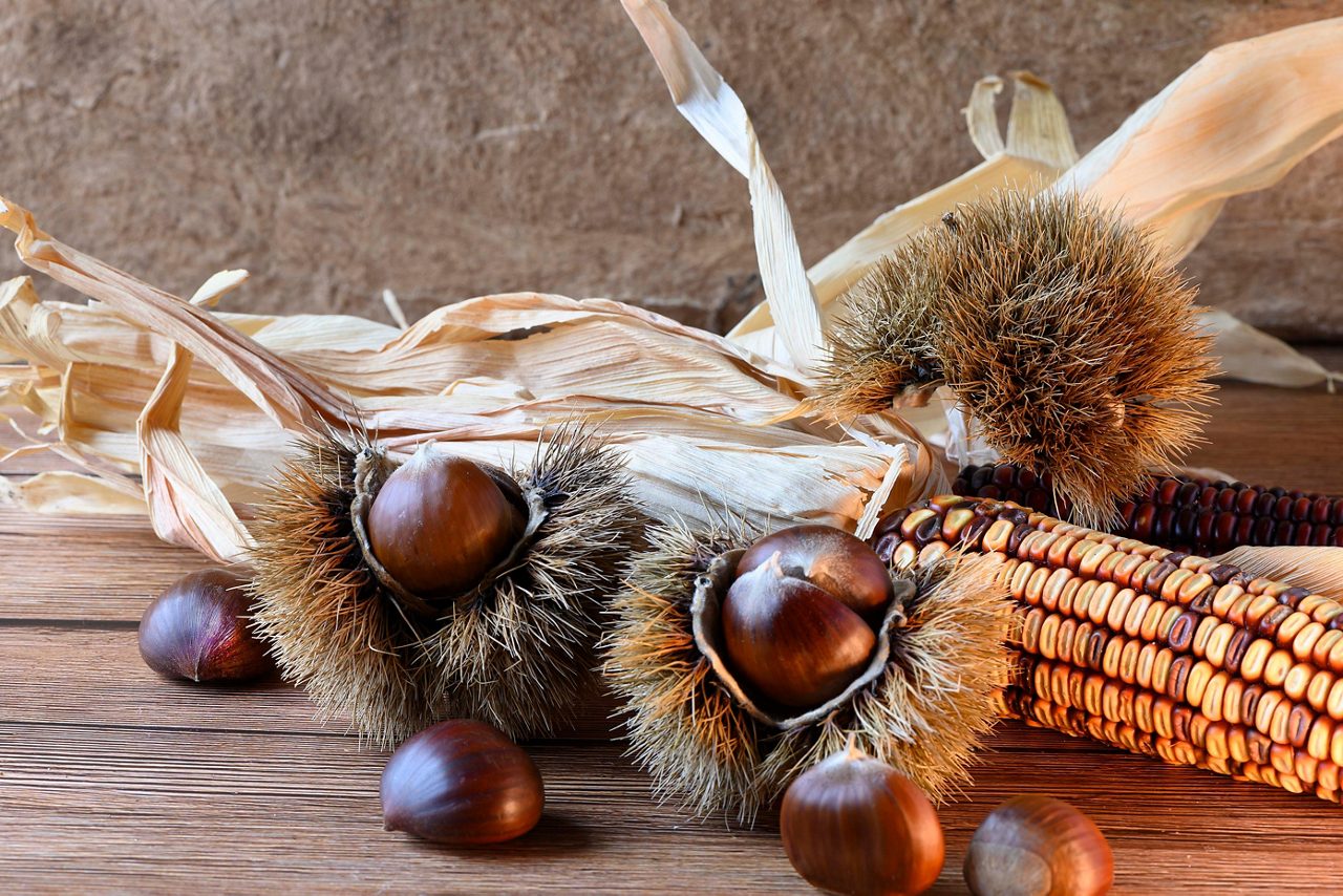 Cortina dâ€™Ampezzo Belluno Dolomiti Italia Novembre 2021 Ripe chestnuts and cobs on a wooden background close up. Sweet raw chestnuts. Chestnuts with skin. Food background. Healthy eating. 