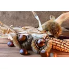 Composizione di ricci con le castagne e una pannocchia di mais