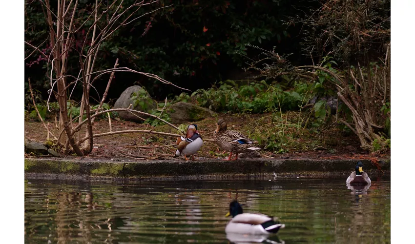 Bird life in the Park