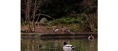 Bird life in the Park