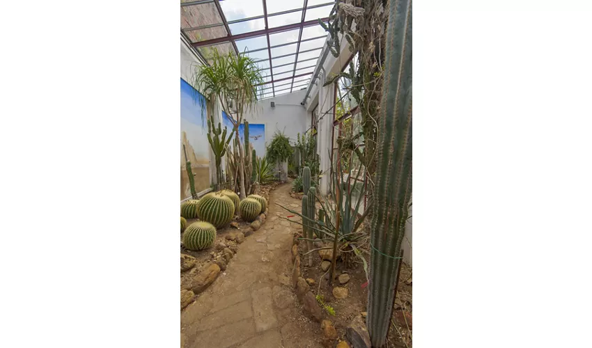 Serra delle piante succulente