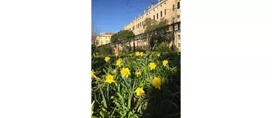 Royal Gardens