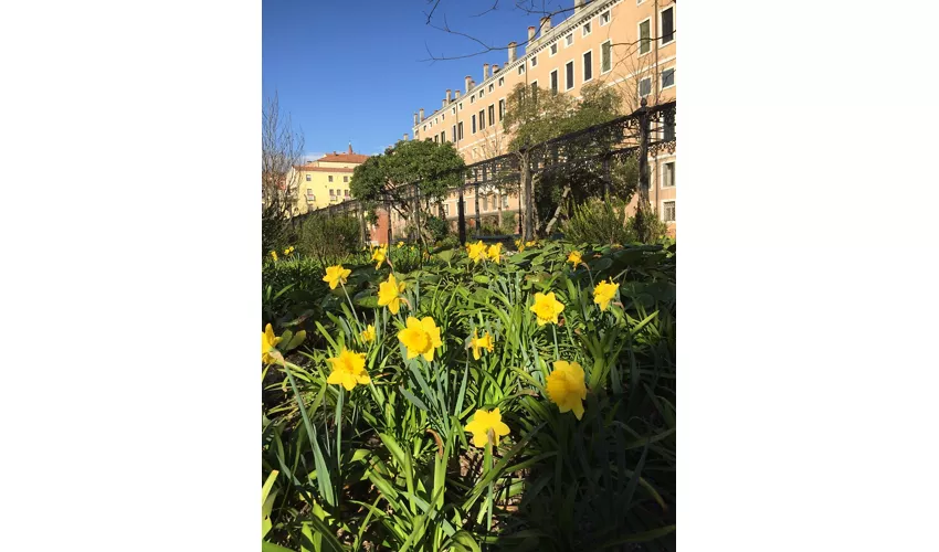 Narcisi dei Giardini Reali di Venezia