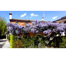 Antica Trattoria Antenore