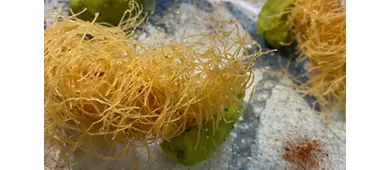 Ristorante La Conchiglia