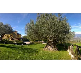 LOCANDA RADICI di Angelo D'Amico