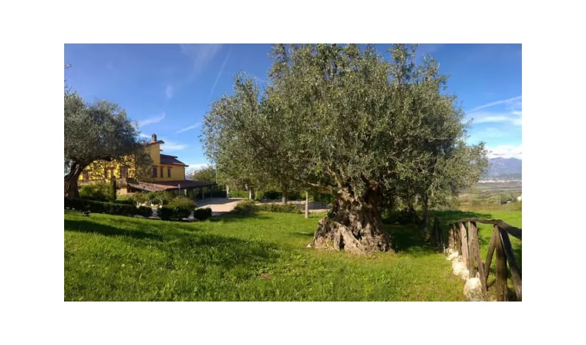 LOCANDA RADICI di Angelo D'Amico