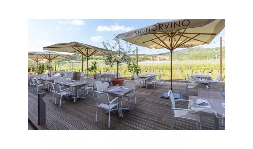 Signorvino