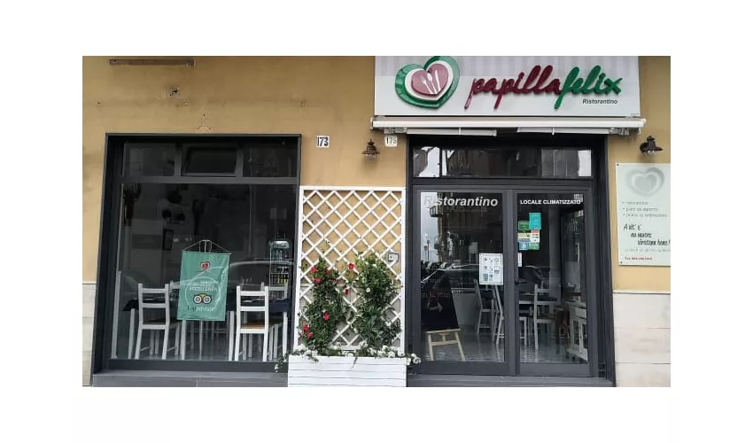 Papilla Felix