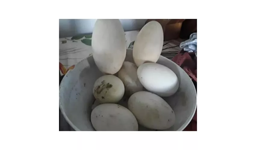 Agriturismo Ca' dei Castelli