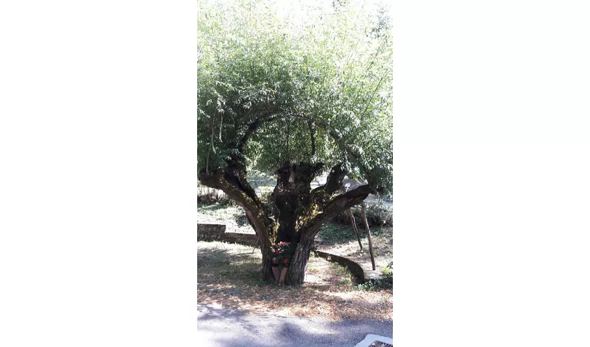 Antiquarium di Veleia e Area Archeologica